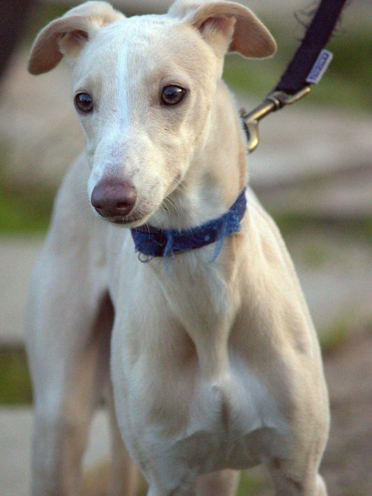 Whippet Dog | Diamond Painting
