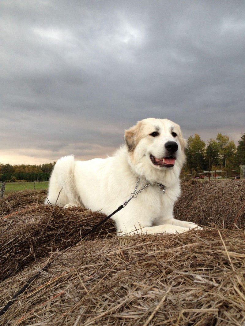 Great Pyrenees Dog | Diamond Painting