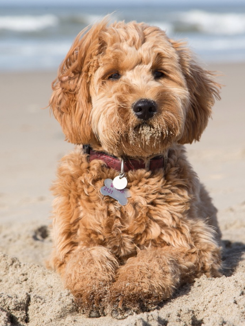 Labradoodle Dog | Diamond Painting