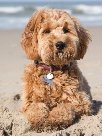 Labradoodle Dog | Diamond Painting