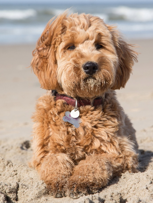 Labradoodle Dog | Diamond Painting