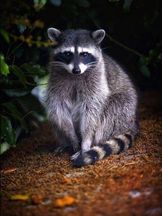Raccoon | Diamond Painting