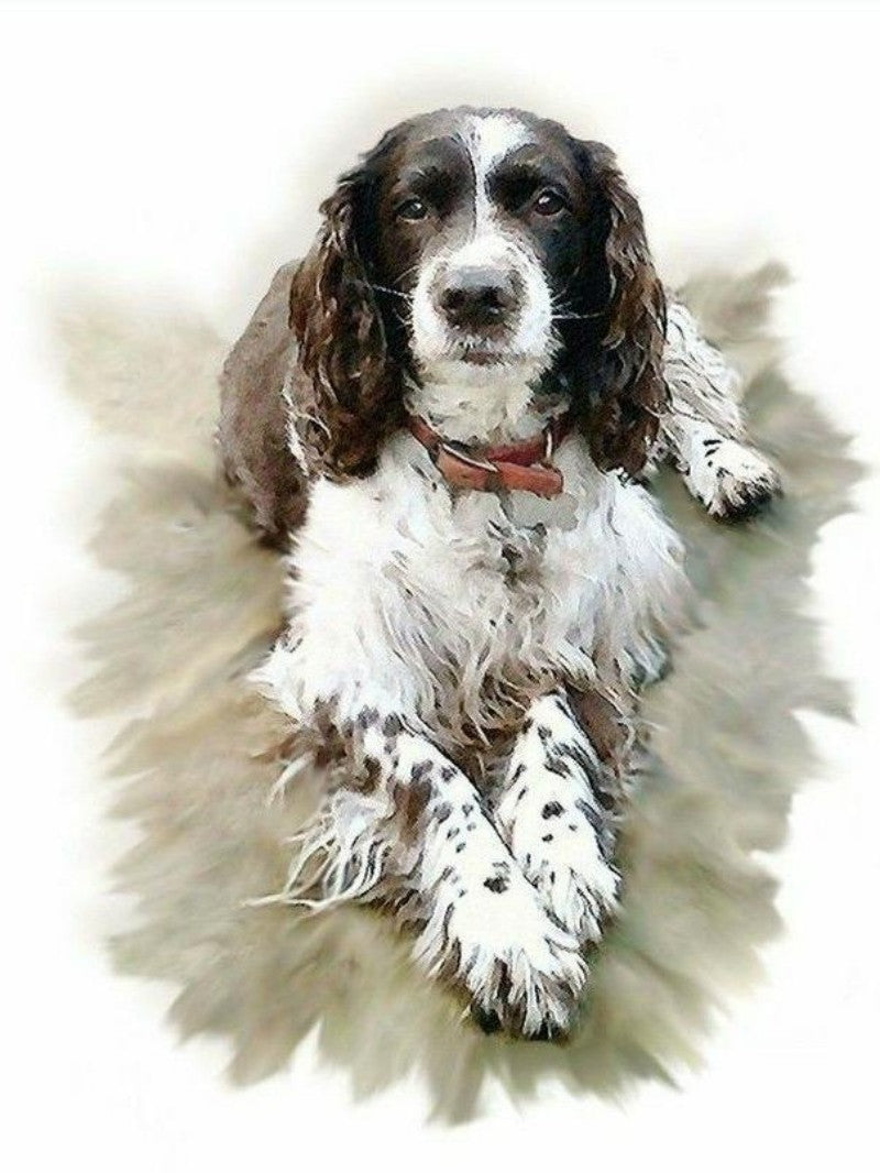 English Springer Spaniel Dog | Diamond Painting