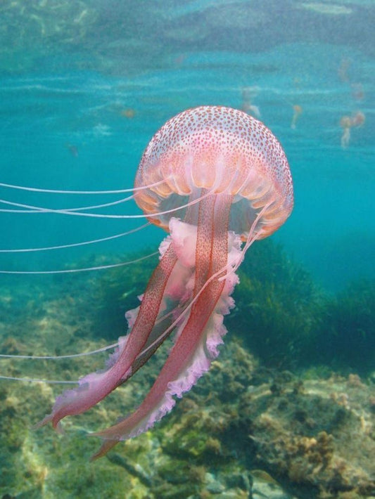 Jellyfish | Diamond Painting