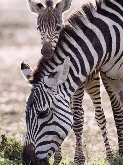 Zebra | Diamond Painting