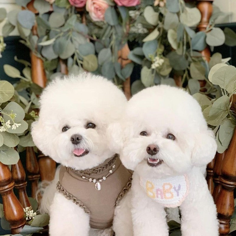 Dog Bichon Frise | Diamond Painting