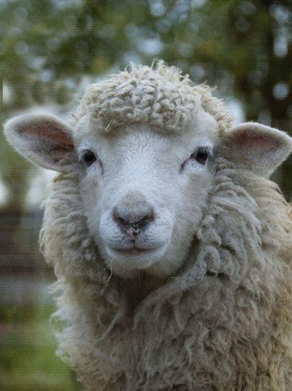 Sheep | Diamond Painting