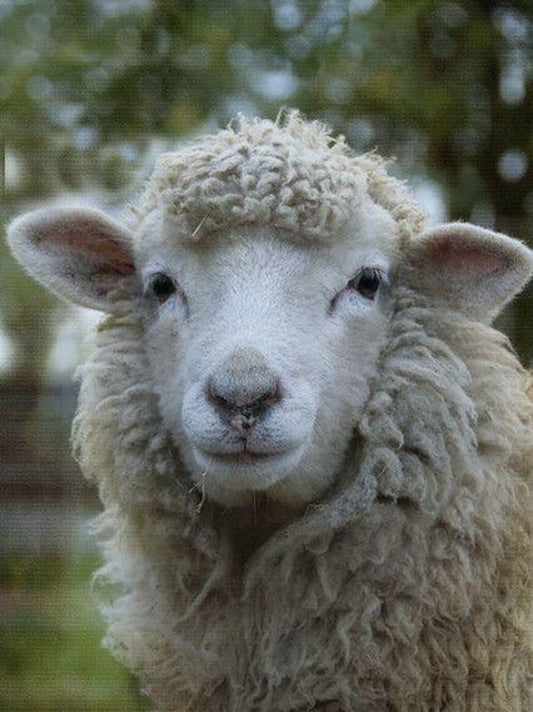 Sheep | Diamond Painting