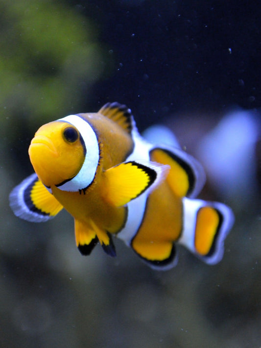 Clown Fish | Diamond Painting