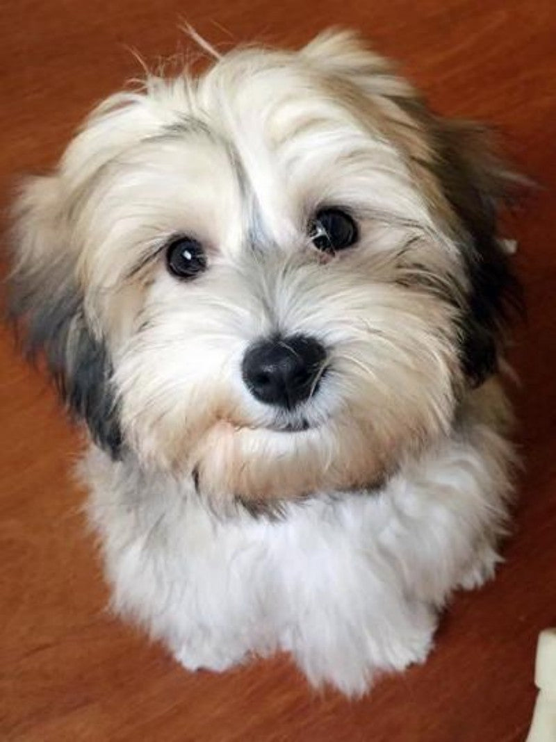 Havanese Dog | Diamond Painting