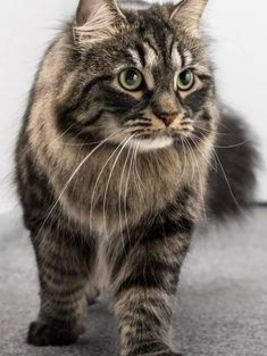 Maine Coon | Diamond Painting