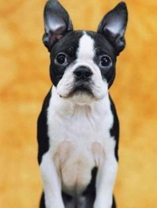 Boston Terrier Dog | Diamond Painting