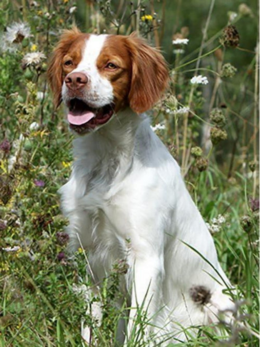 Brittany Spaniel Dog | Diamond Painting