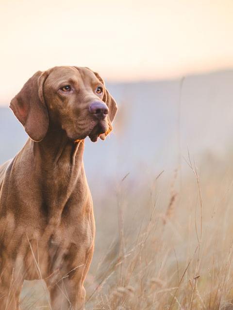 Vizsla Dog | Diamond Painting