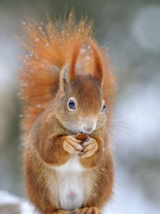 Squirrel | Diamond Painting