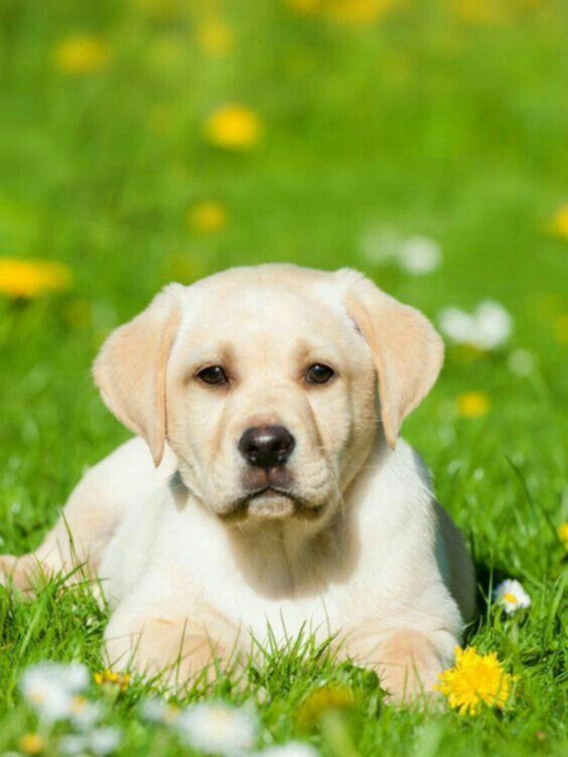 Yellow Labrador Dog | Diamond Painting