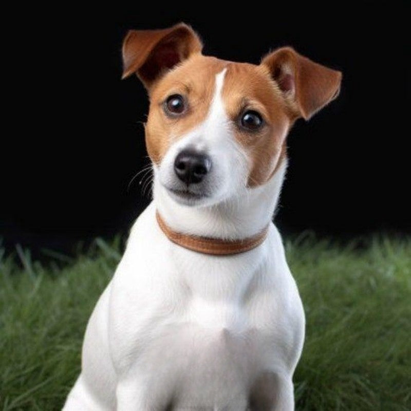 Dog Jack Russell | Diamond Painting