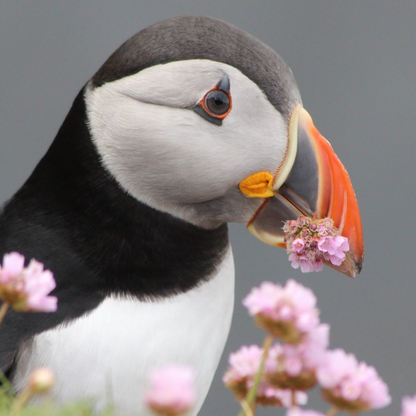 Puffin | Diamond Painting