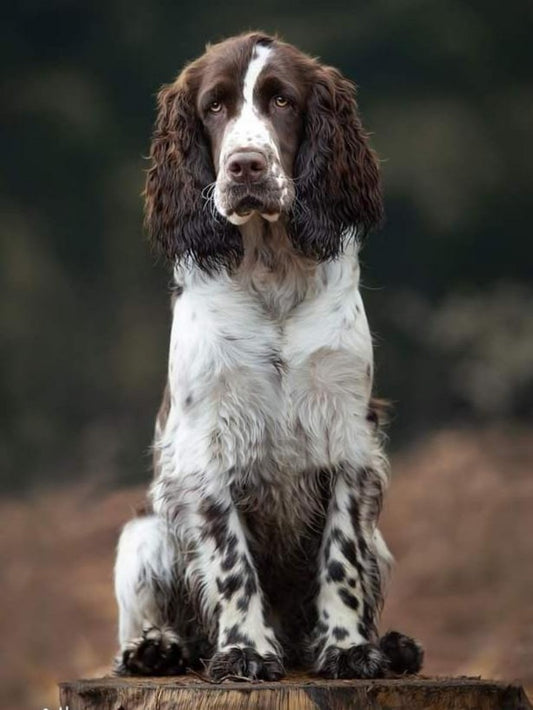 English Springer Spaniel Dog | Diamond Painting