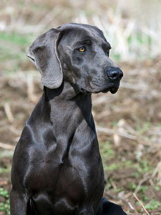 Weimaraner Dog | Diamond Painting