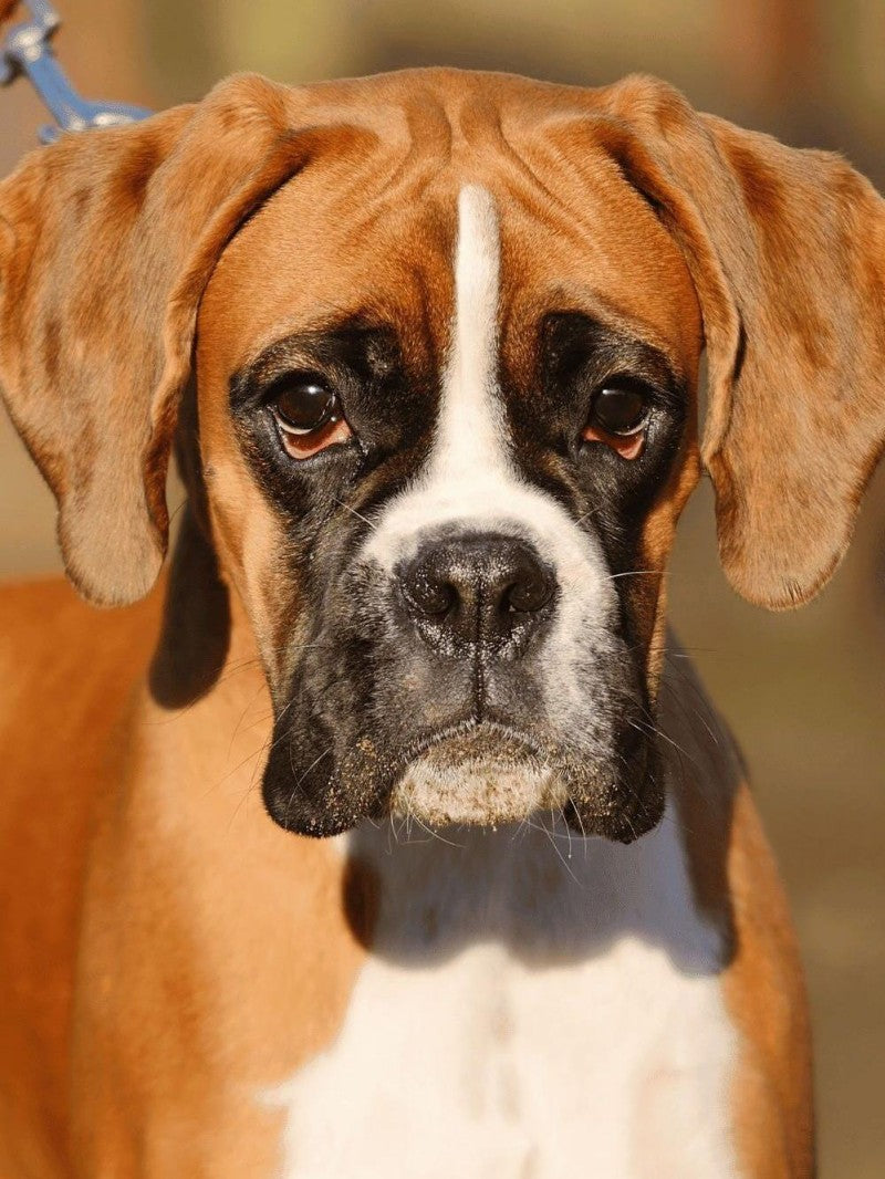 Boxer Dog | Diamond Painting
