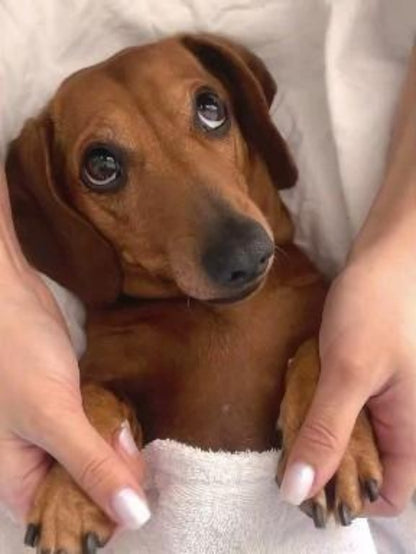 Dachshund Dog | Diamond Painting