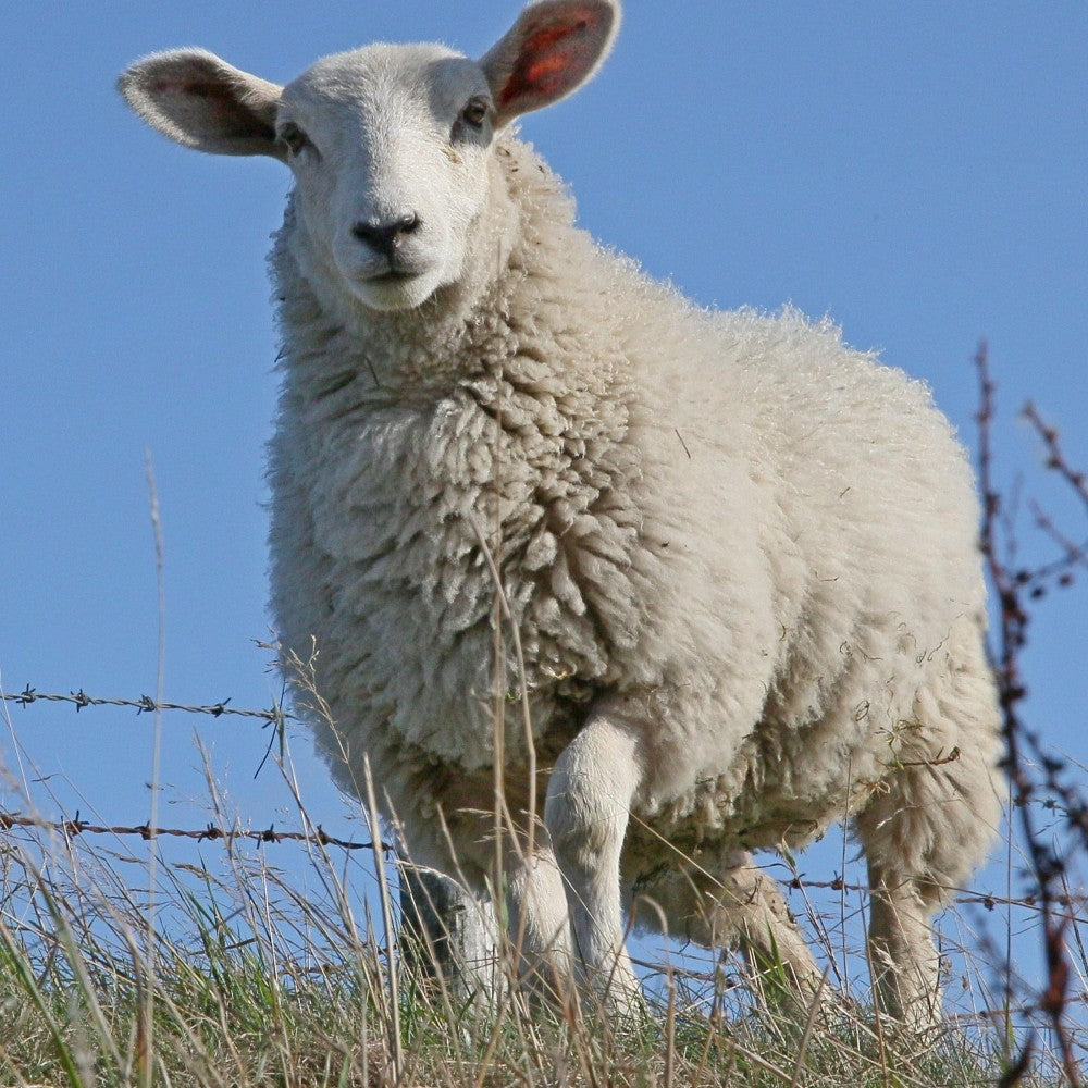 Sheep | Diamond Painting