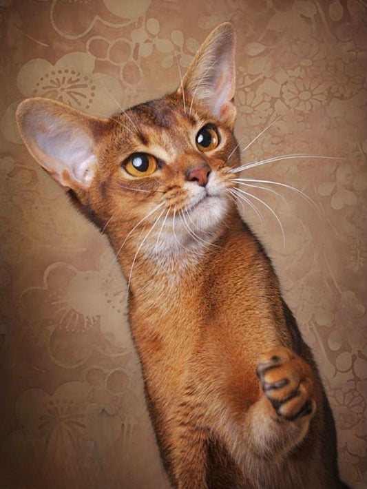 Abyssinian Cat | Diamond Painting