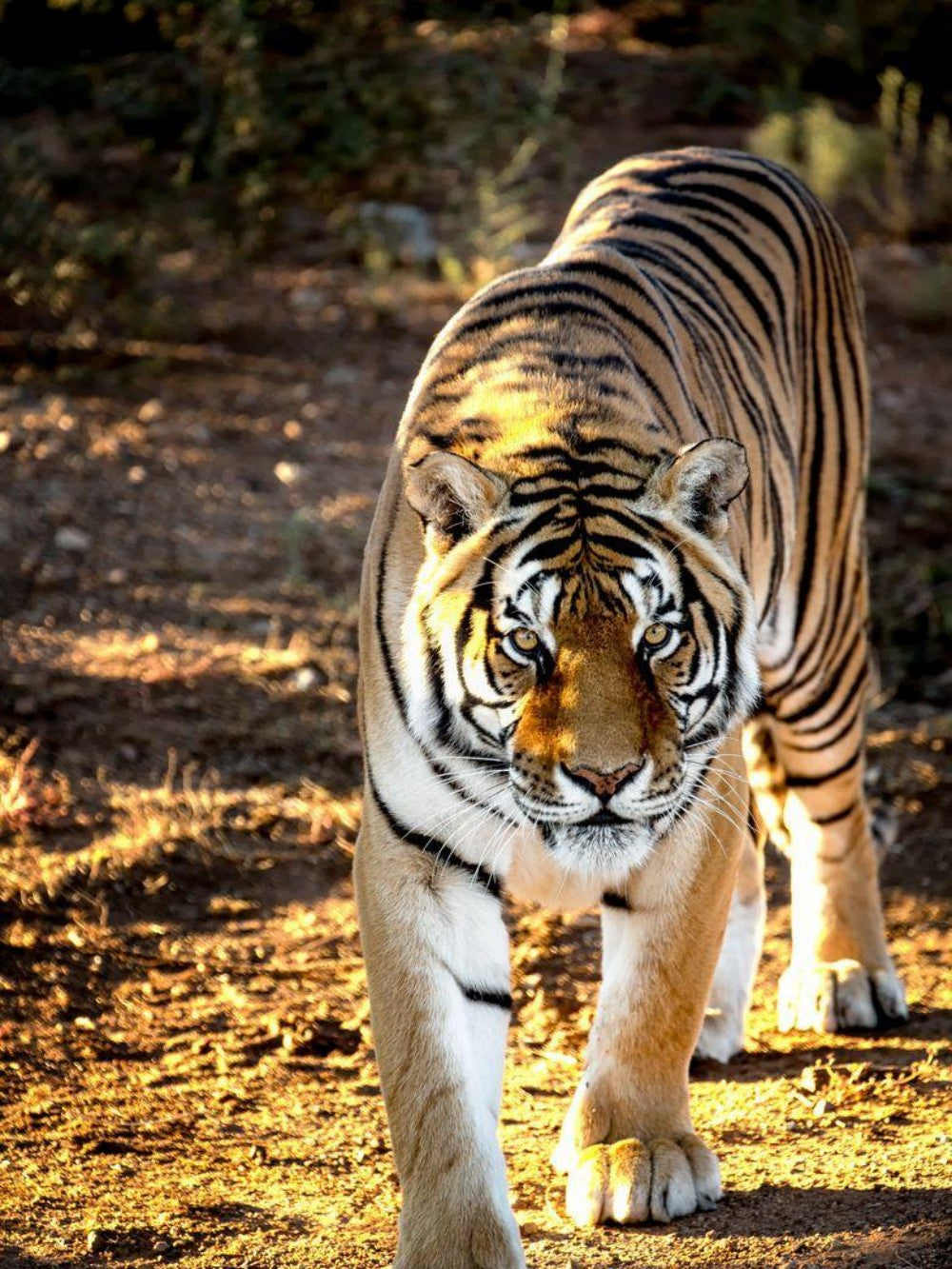 Bengal Tiger | Diamond Painting