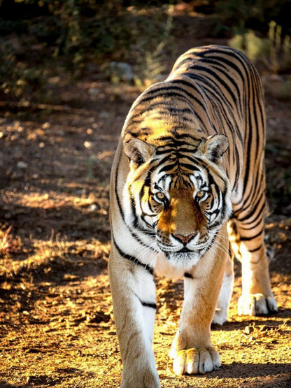 Bengal Tiger | Diamond Painting