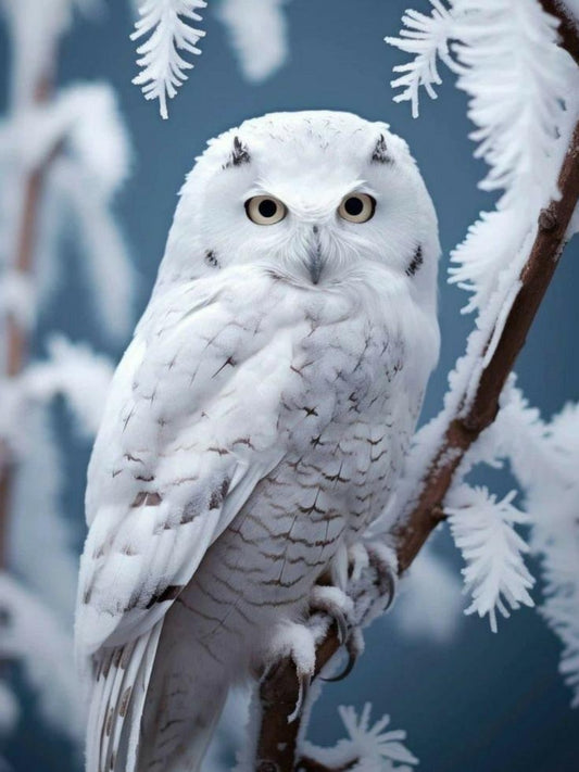 Barn Owl | Diamond Painting