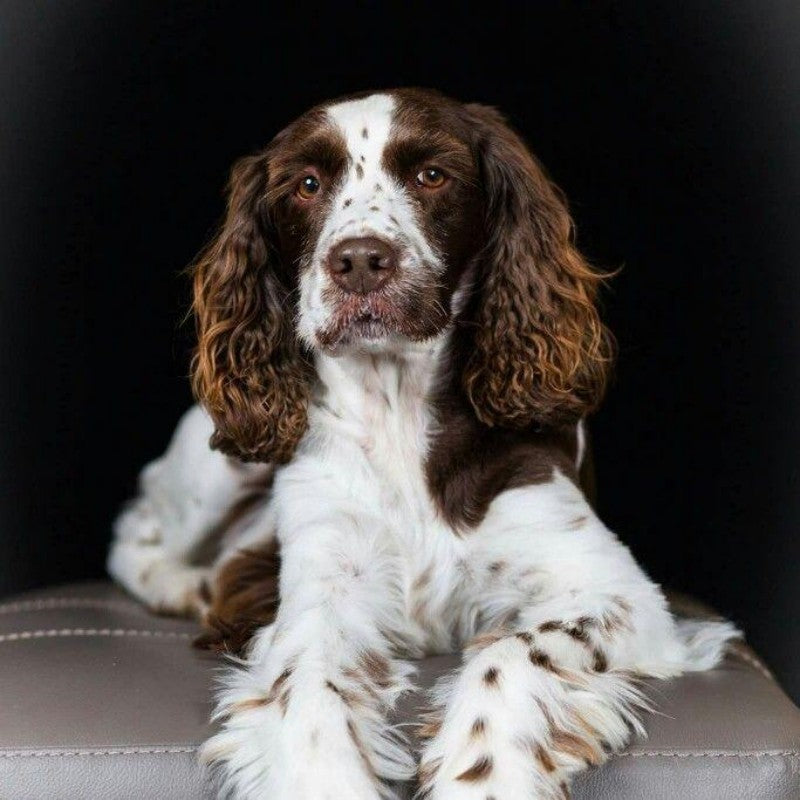 English Springer Spaniel Dog | Diamond Painting