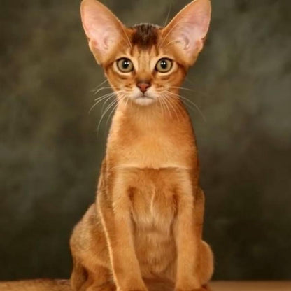 Abyssinian Cat | Diamond Painting
