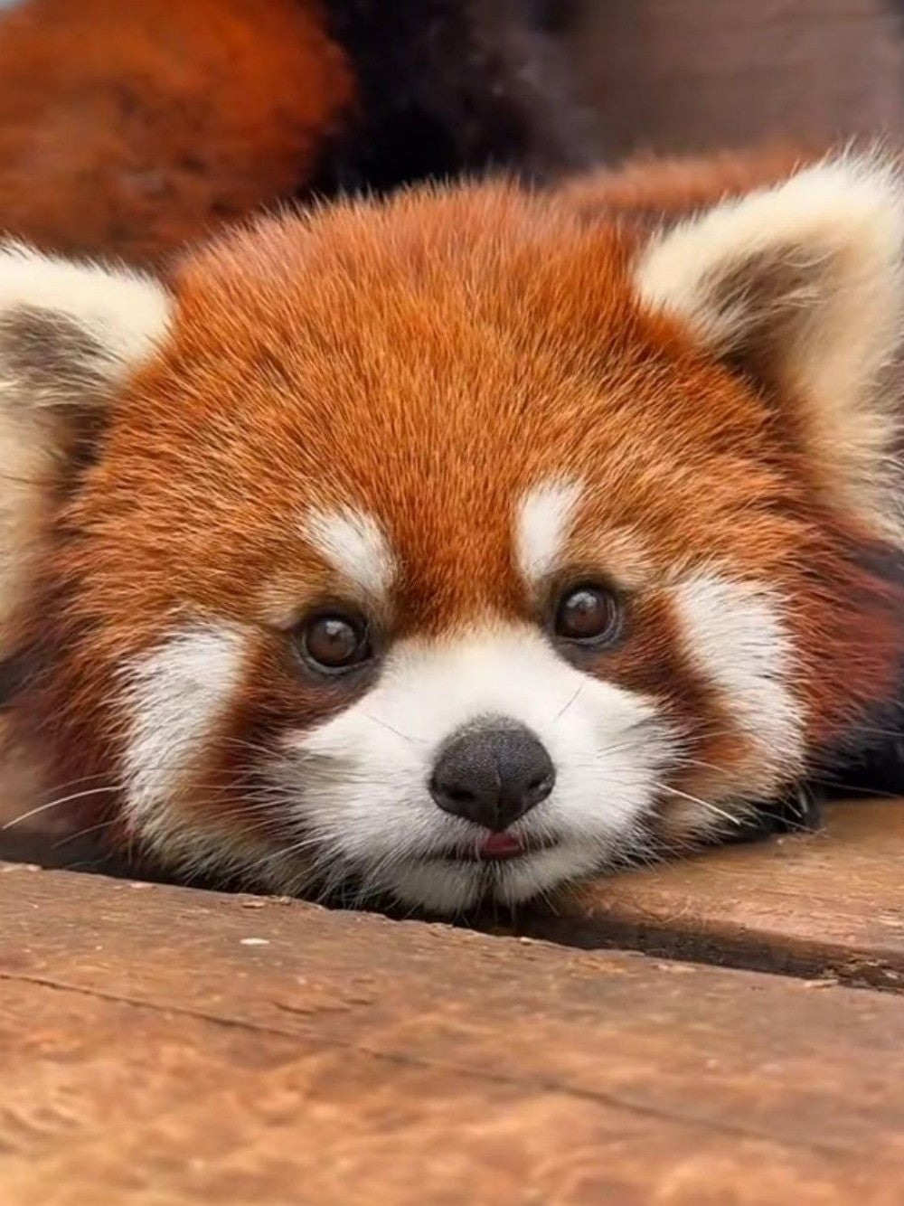 Red Panda | Diamond Painting