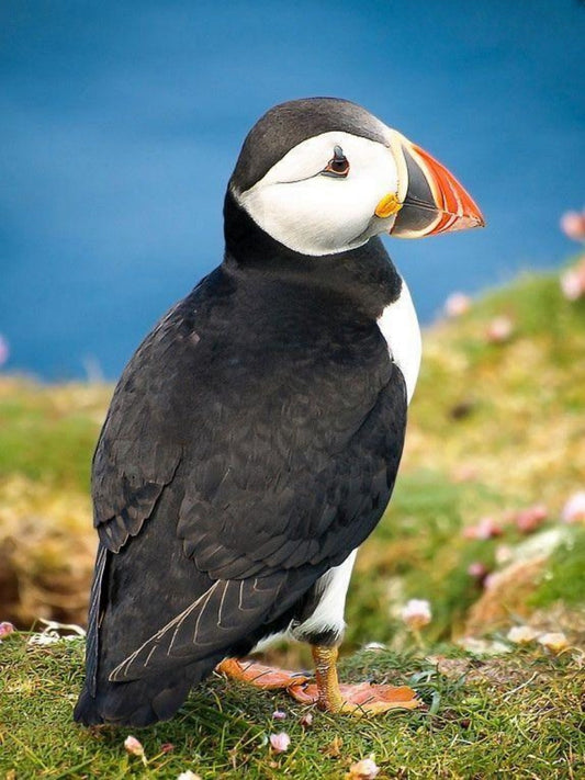 Puffin | Diamond Painting