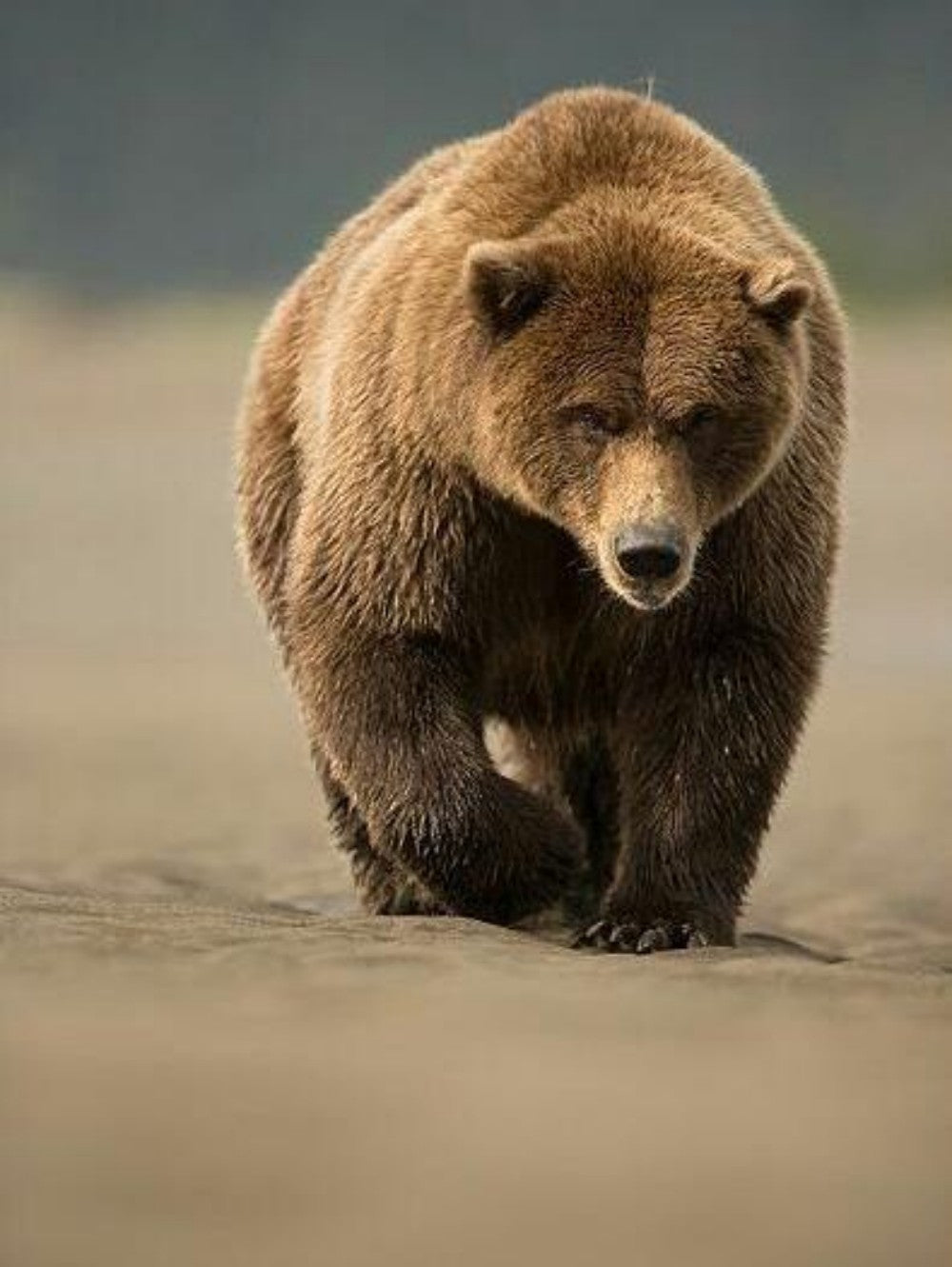 Brown Bear | Diamond Painting