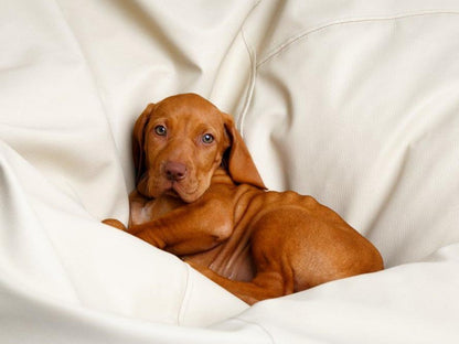 Vizsla Dog | Diamond Painting