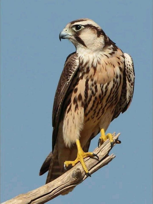 Falcon | Diamond Painting