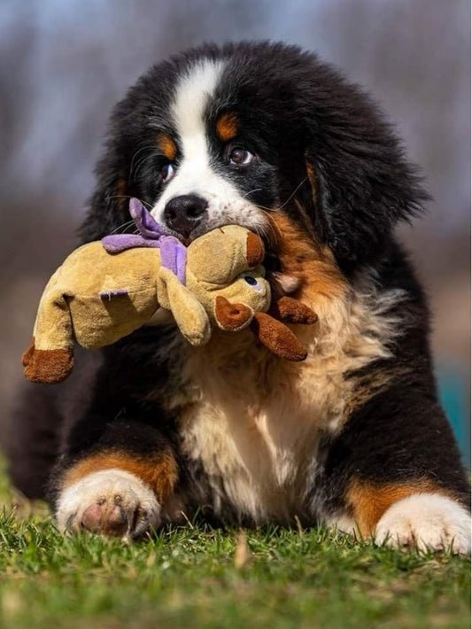 Bernese Mountain Dog | Diamond Painting