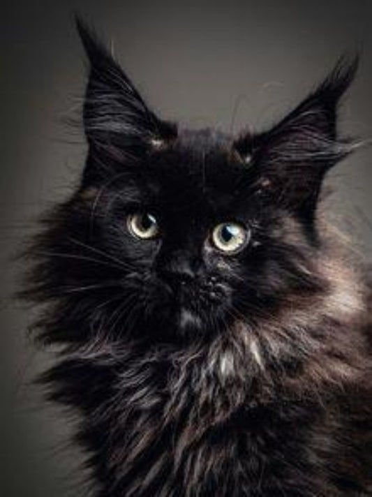 Maine Coon | Diamond Painting
