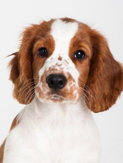Brittany Spaniel Dog | Diamond Painting