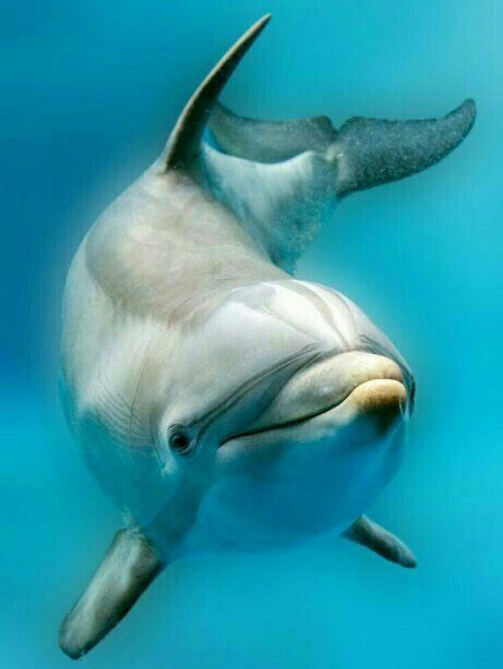 Dolphin | Diamond Painting