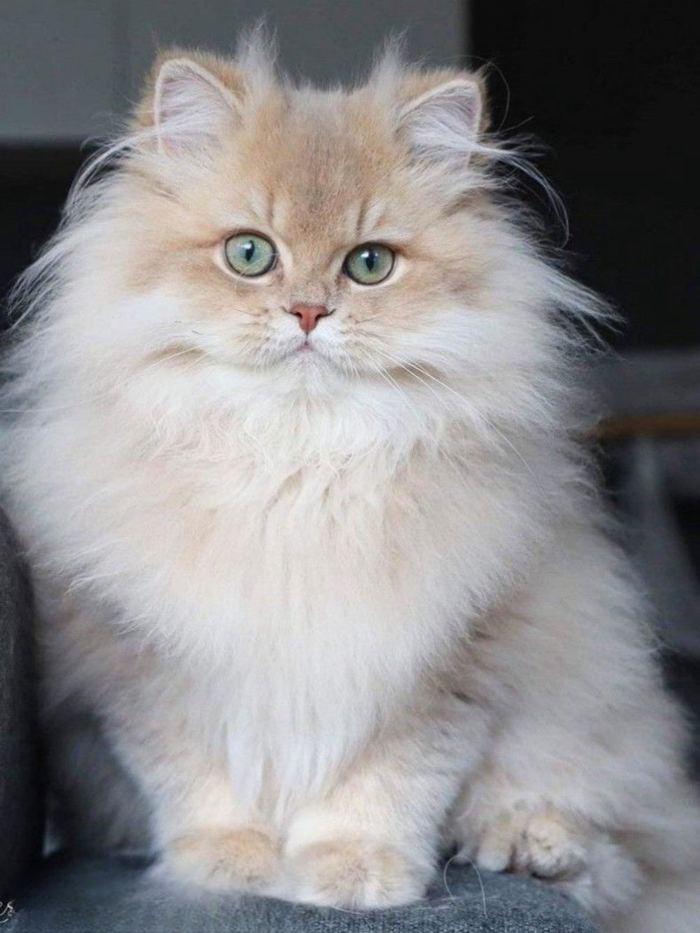 Persian Cat | Diamond Painting