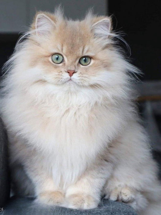 Persian Cat | Diamond Painting