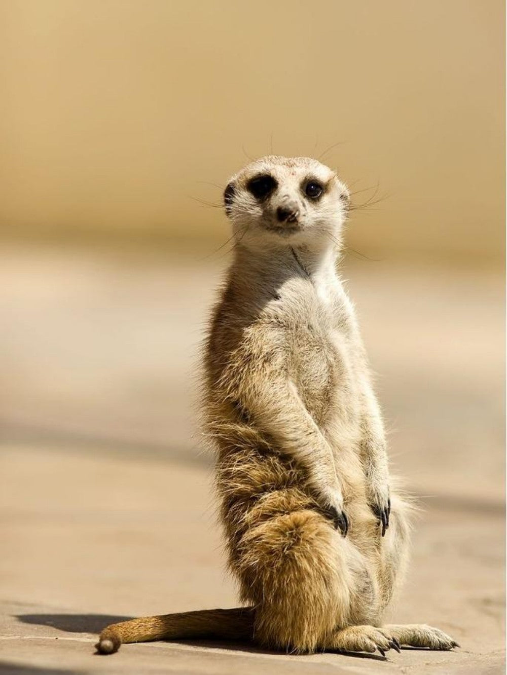 Meerkat | Diamond Painting