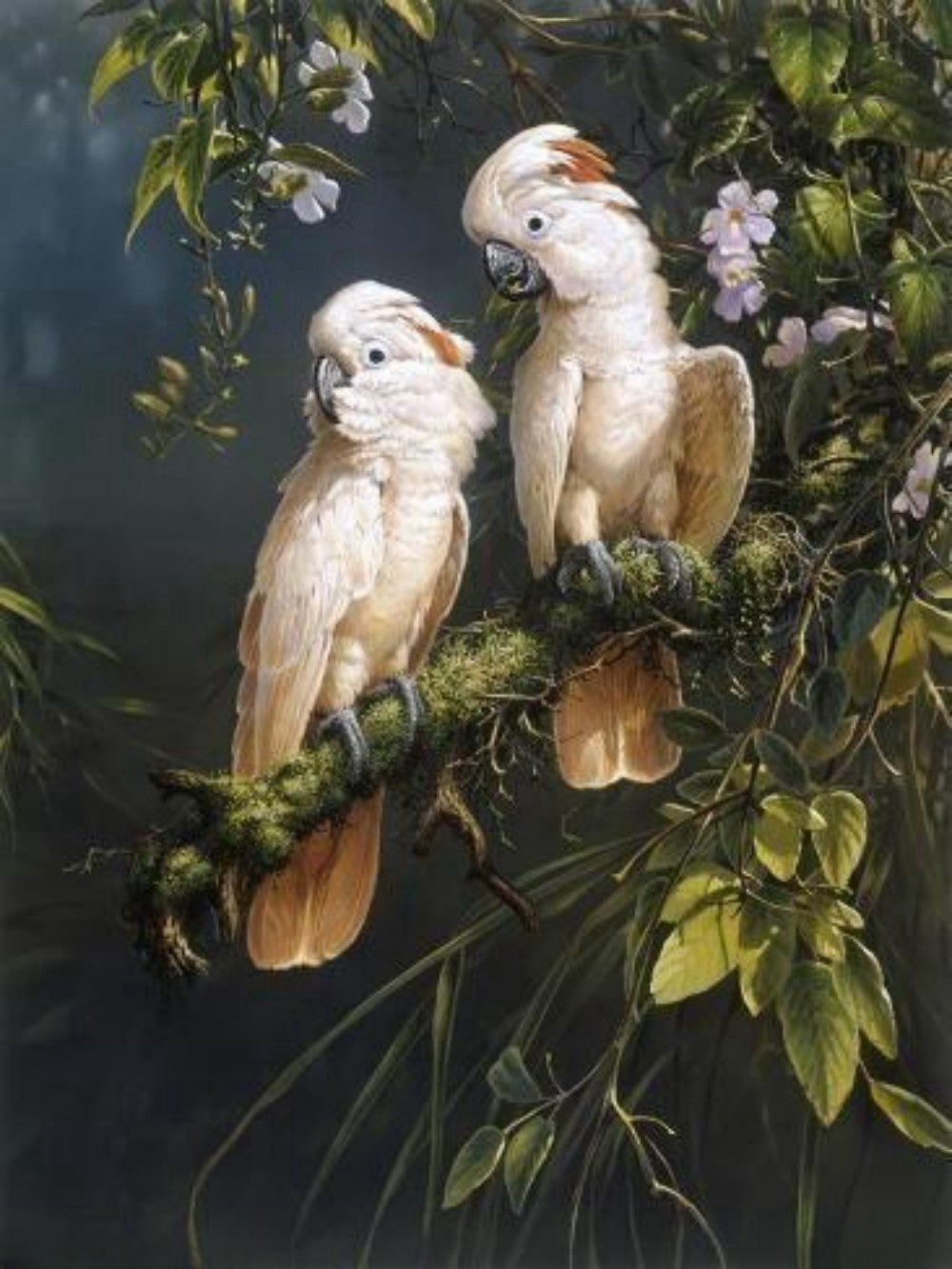 Cockatoo | Diamond Painting