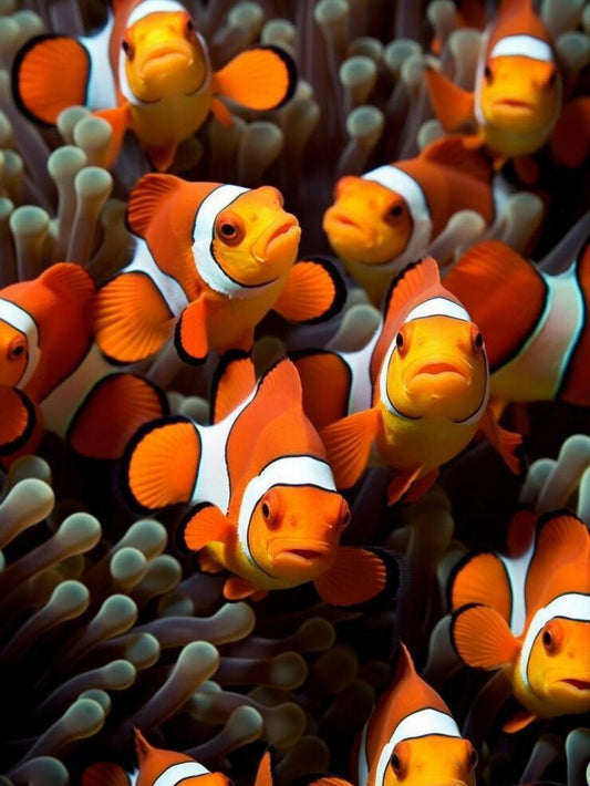 Clown Fish | Diamond Painting
