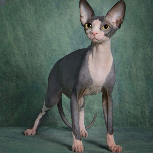 Sphynx Cat  | Diamond Painting