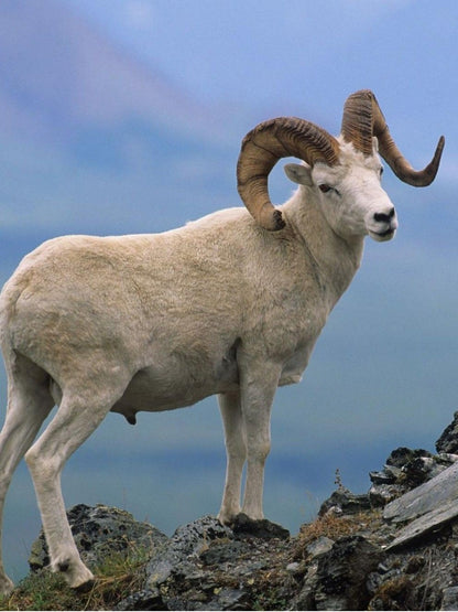 Goat | Diamond Painting