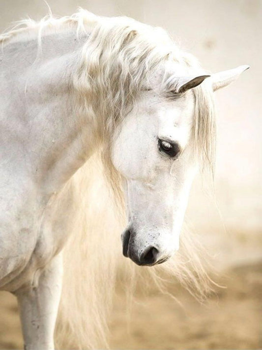 Horse | Diamond Painting